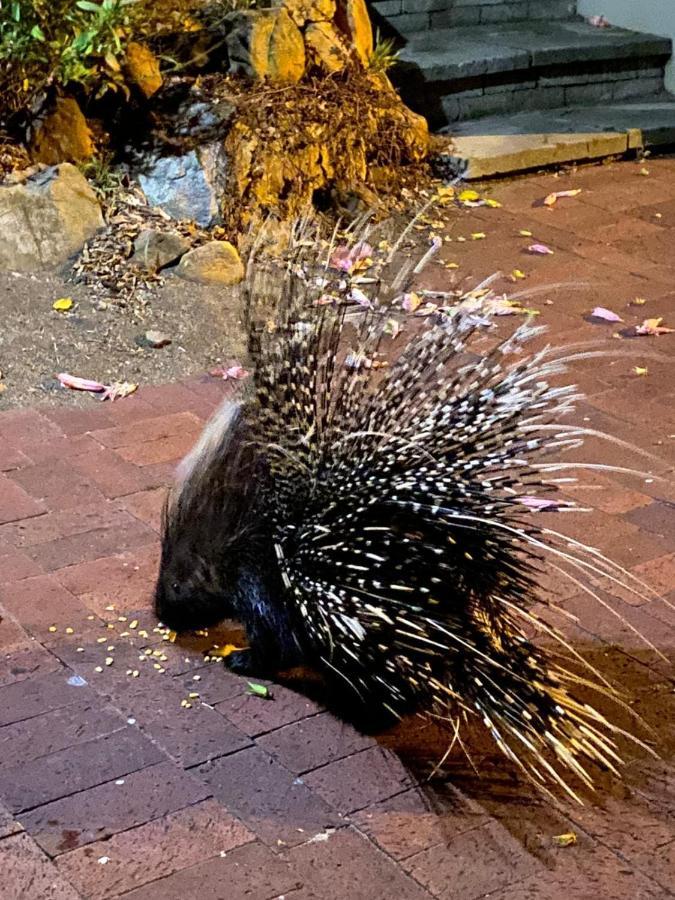 Porcupine Walk Appartement Simonʼs Town Buitenkant foto