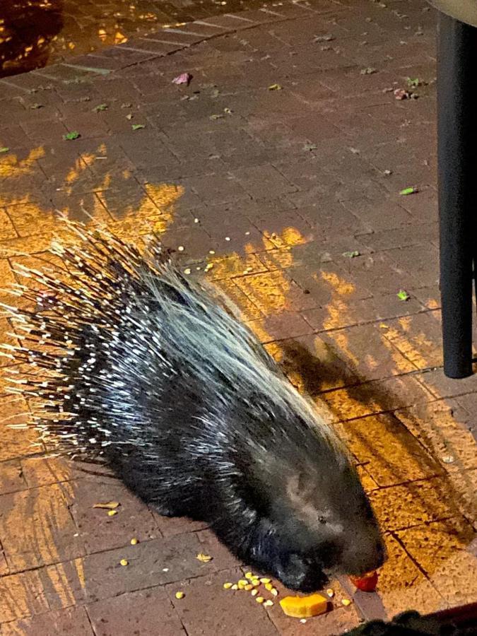Porcupine Walk Appartement Simonʼs Town Buitenkant foto